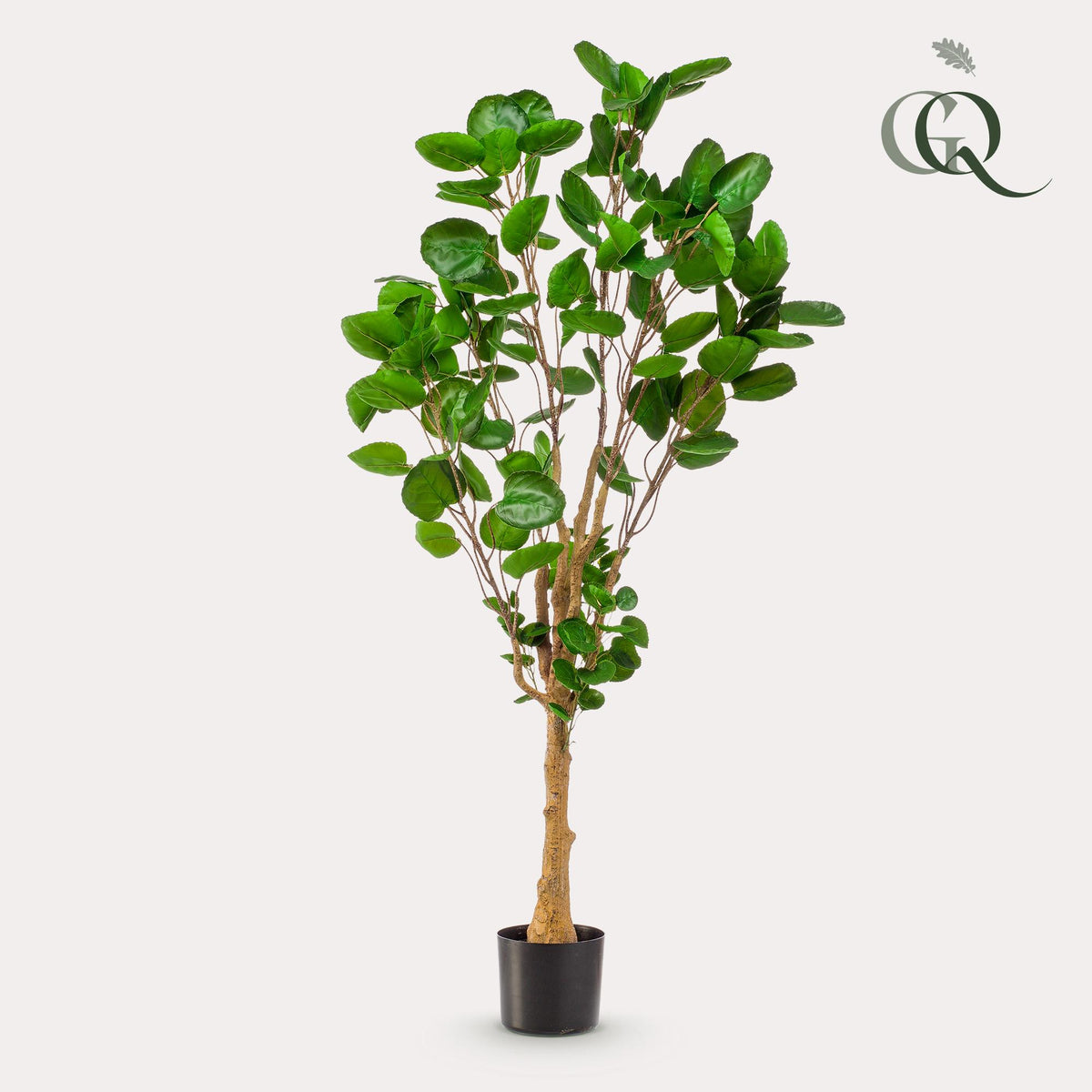 Kunstpflanze - Polyscias - Aralia