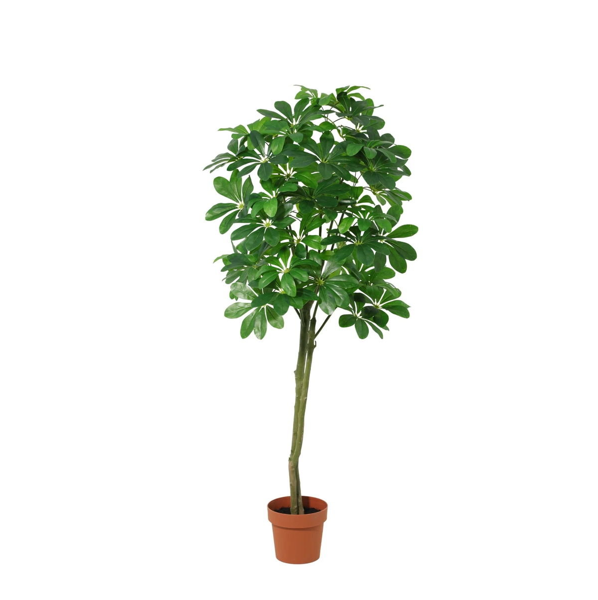 ARTIFICIAL Pachira Aquatica