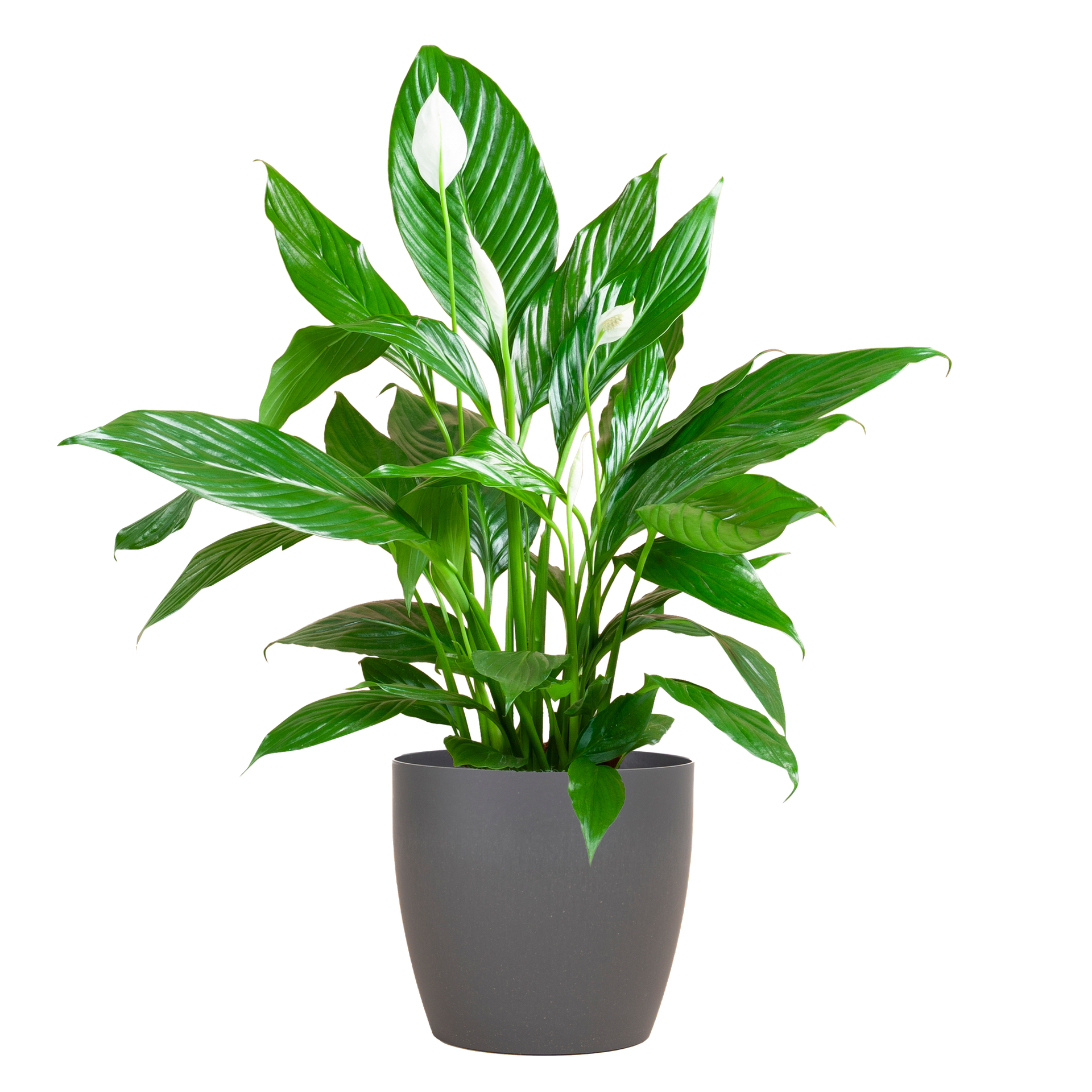 Spathiphyllum (Friedenslilie) mit Potter-Topf Grau