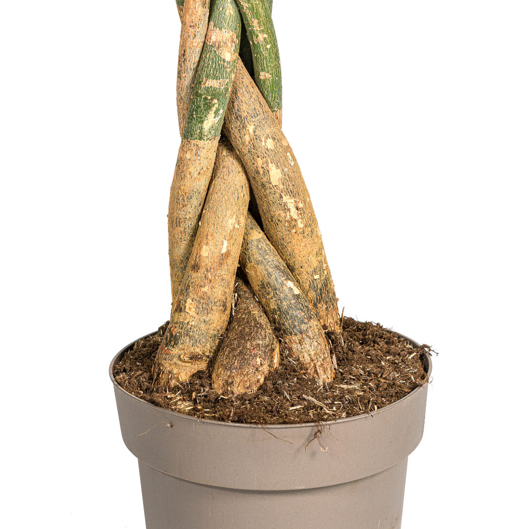 Pachira aquatica (Glückskastanie) Ø30 cm – ca. 160–180 cm