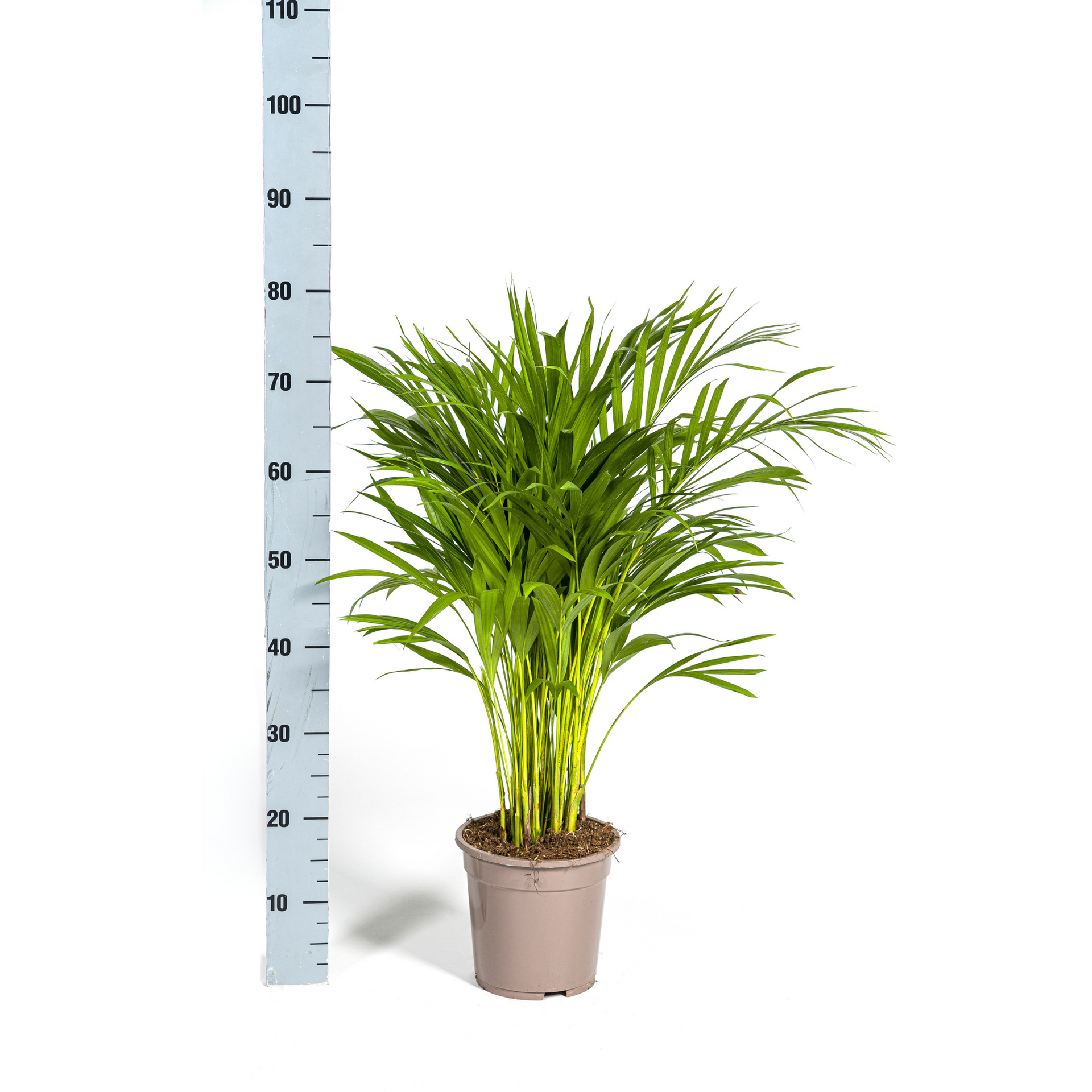 Areca-Palme (Dypsis lutescens) Ø19 cm – ca. 80–100 cm