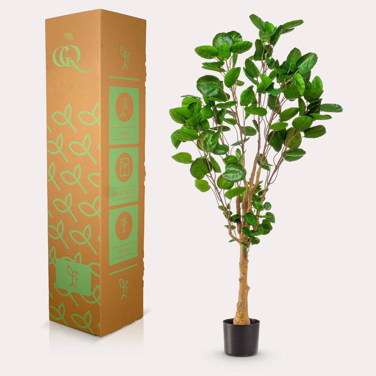 Kunstpflanze - Polyscias - Aralia
