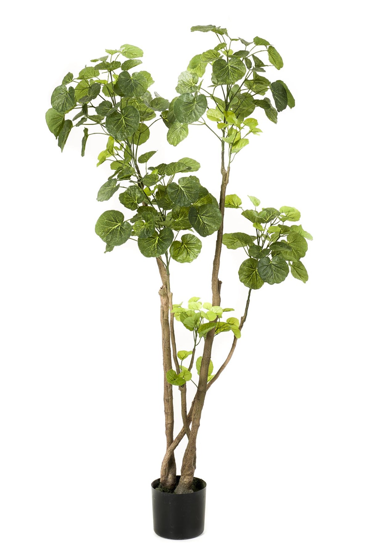 Kunstpflanze - Polyscias - Aralia