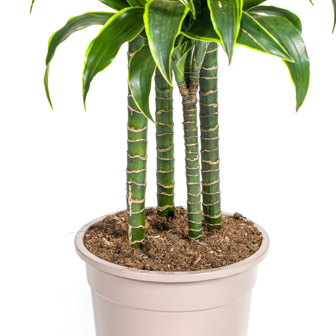 Dracaena deremensis Dorado (Drachenbaum)