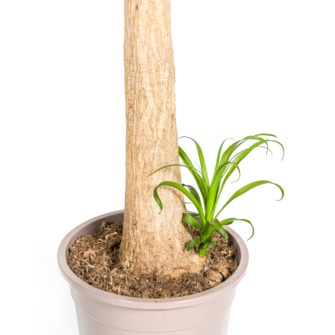 Beaucarnea recurvata (Elefantenfuß) Stamm Ø27 cm – ca. 110–130 cm