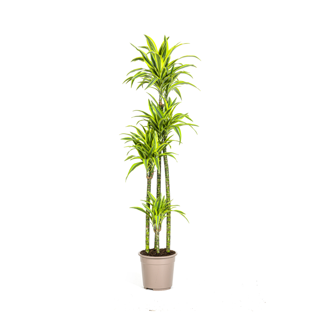 Dracaena deremensis Lemon Lime (Drachenbaum) Ø27 cm – ca. 170–190 cm