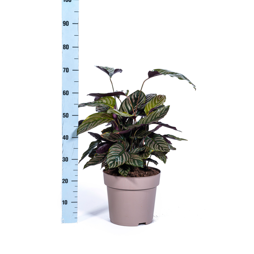 Calathea ornata Sanderiana (Korbmarante) Ø27 cm – ca. 60–80 cm