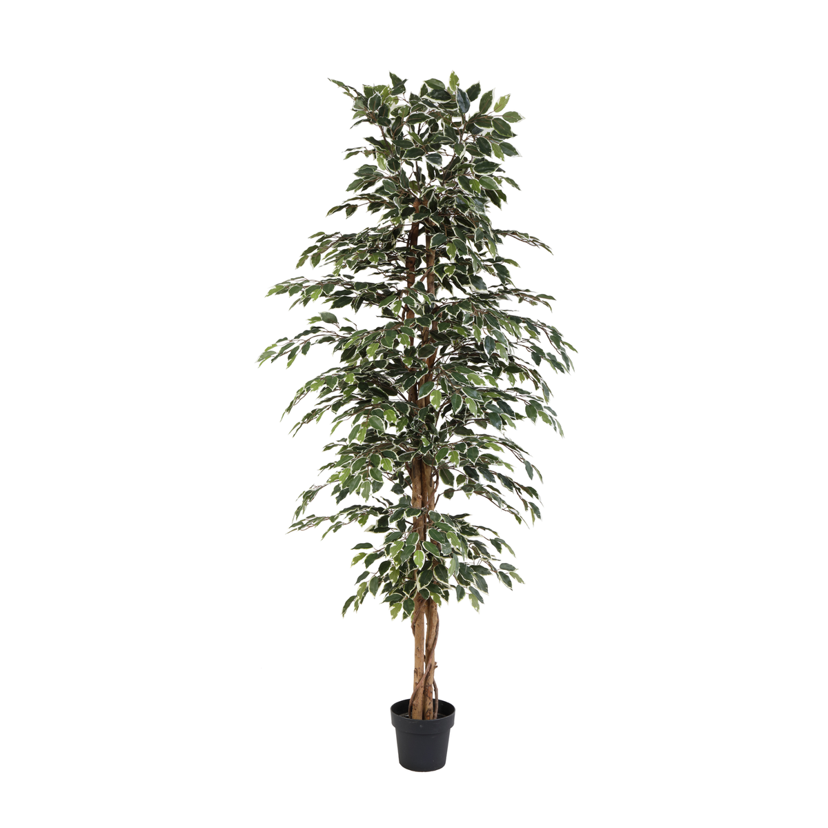 ARTIFICIAL Ficus benjamina variegata