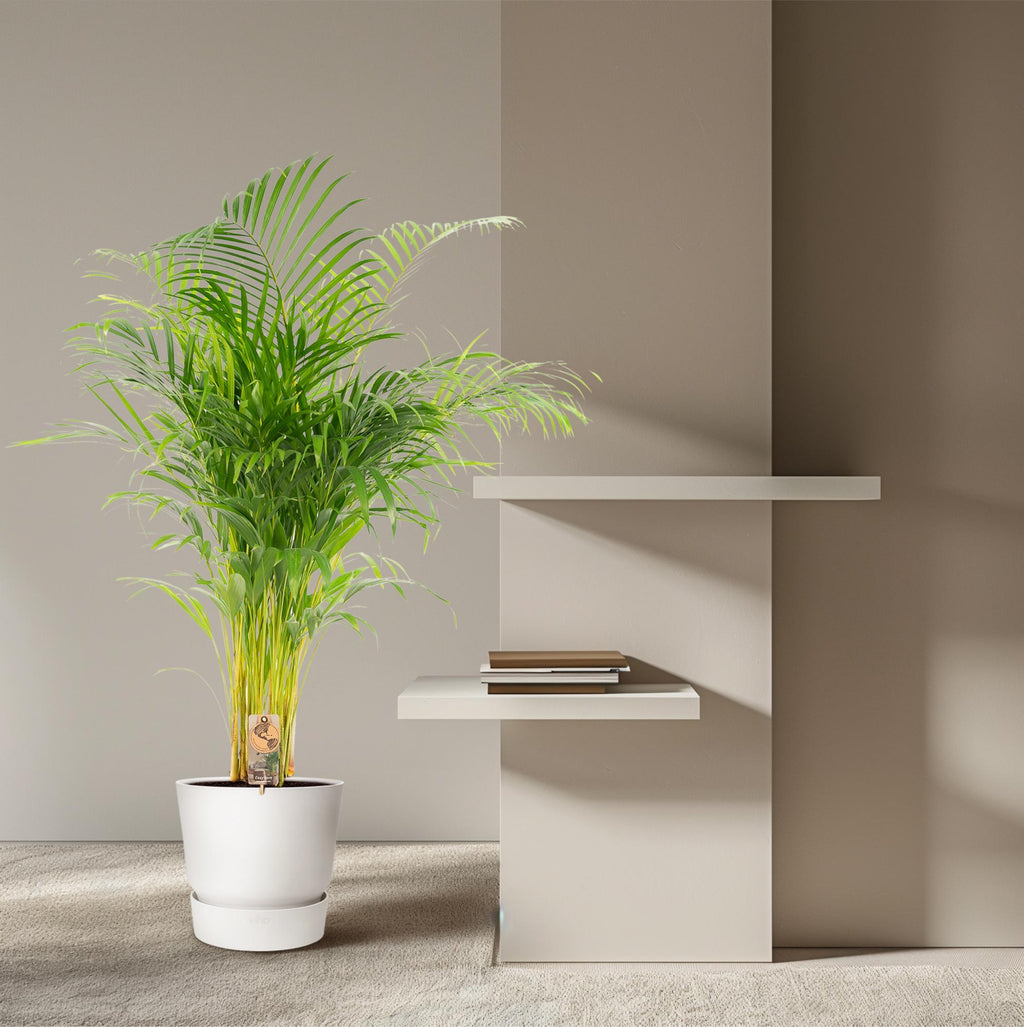 Areca-Palme - Ø21cm - ↕130cm