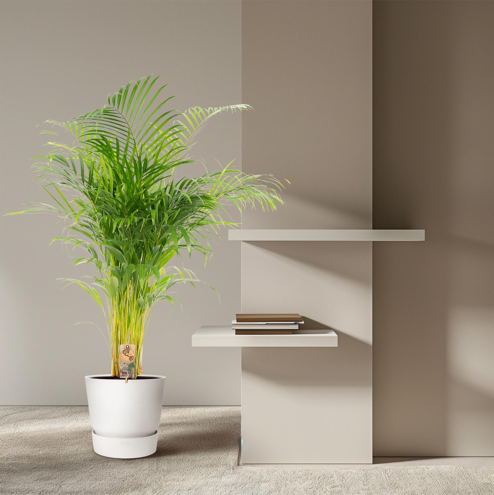 Areca-Palme (Goldfruchtpalme) – Ø21 cm – ca. 130 cm
