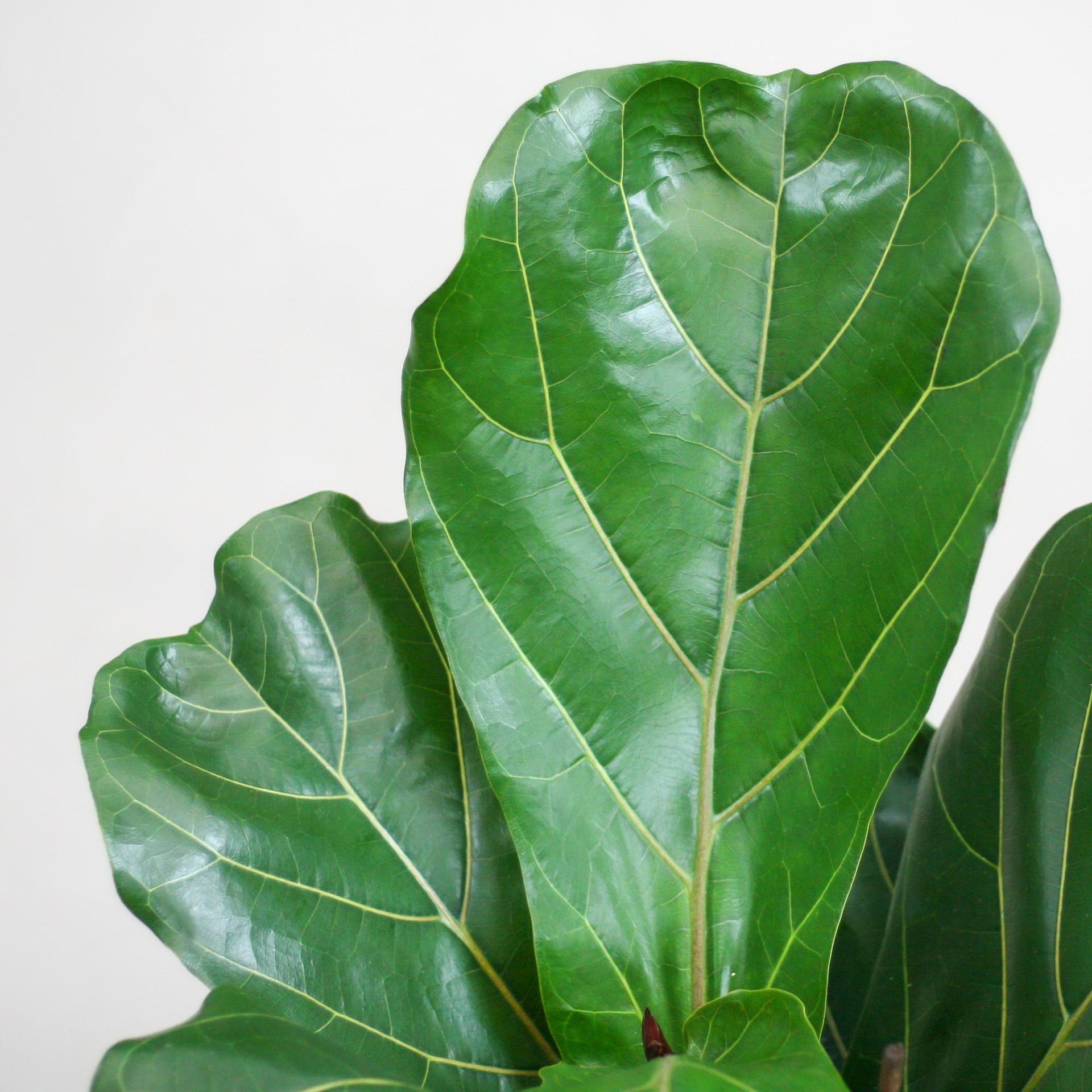 Ficus lyrata (Geigenfeige) mit Potter-Topf Grau