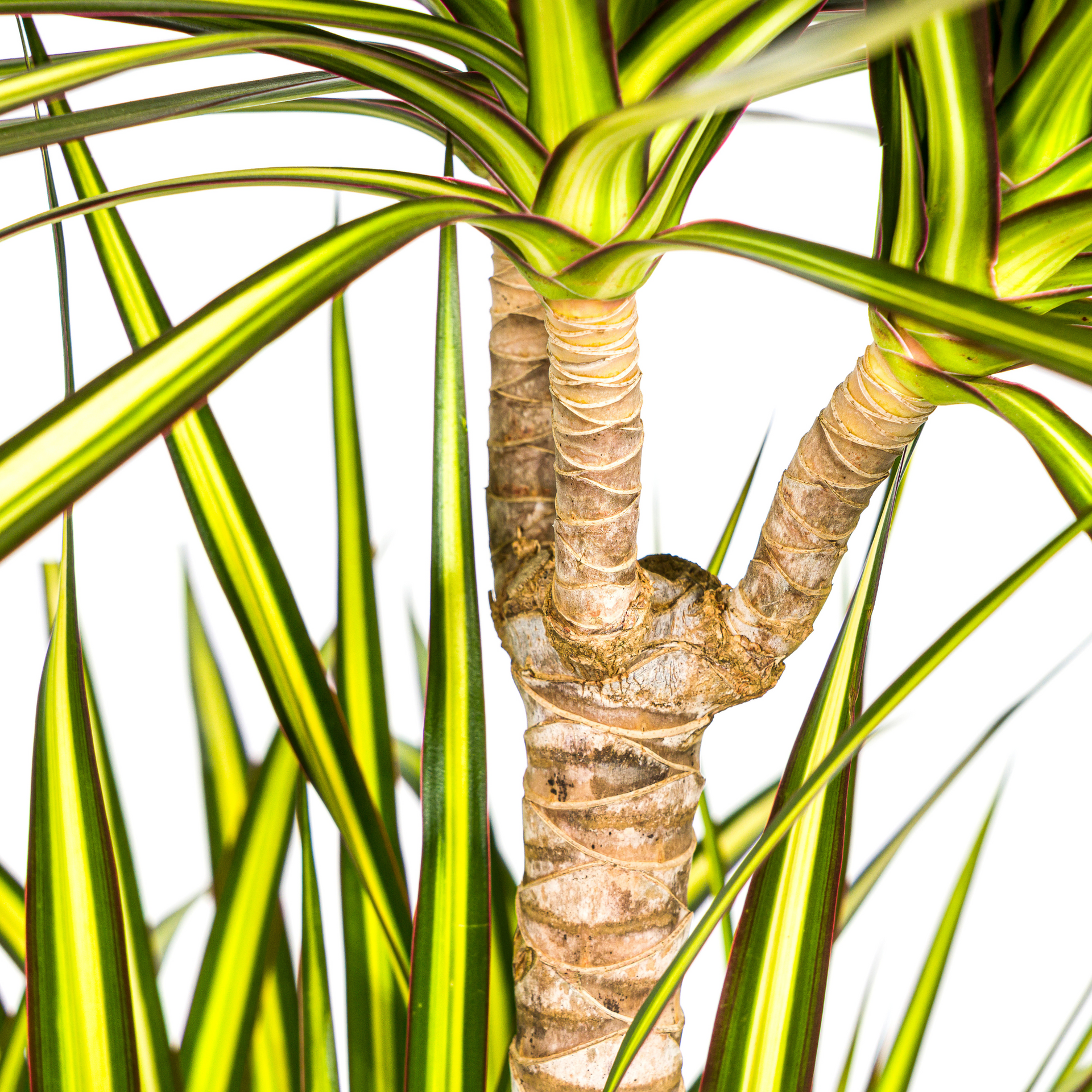 Dracaena marginata Sunray (Drachenbaum) Ø24 cm – ca. 130–150 cm