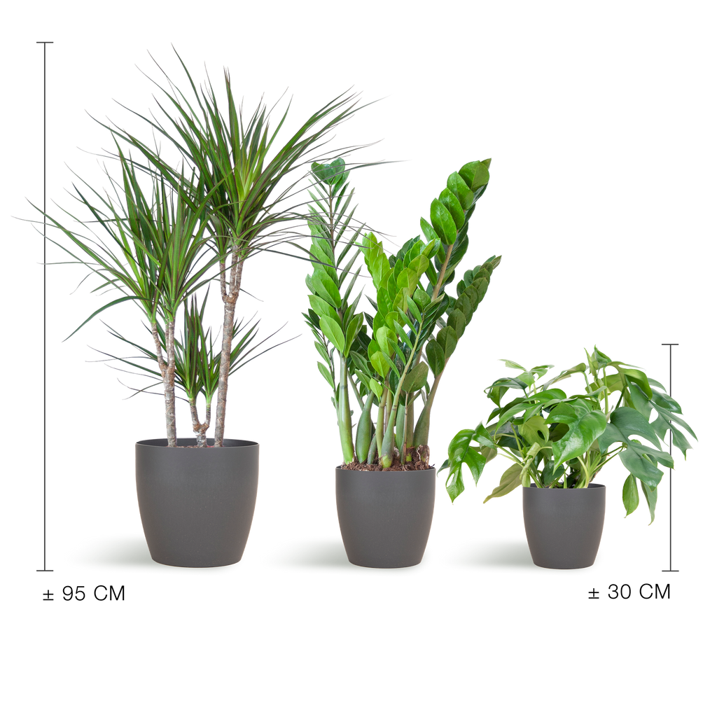 Shade Plant Box – medium – mit Vibers-Topf grau