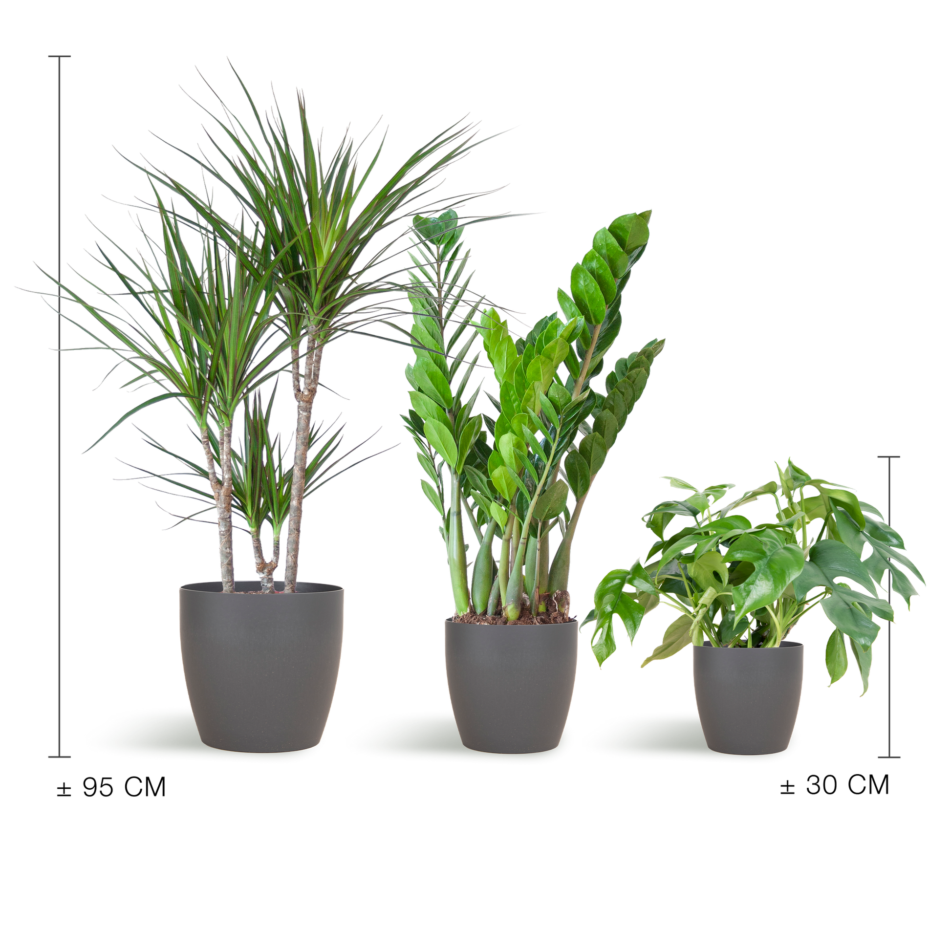 Shade Plant Box – medium – mit Vibers-Topf grau